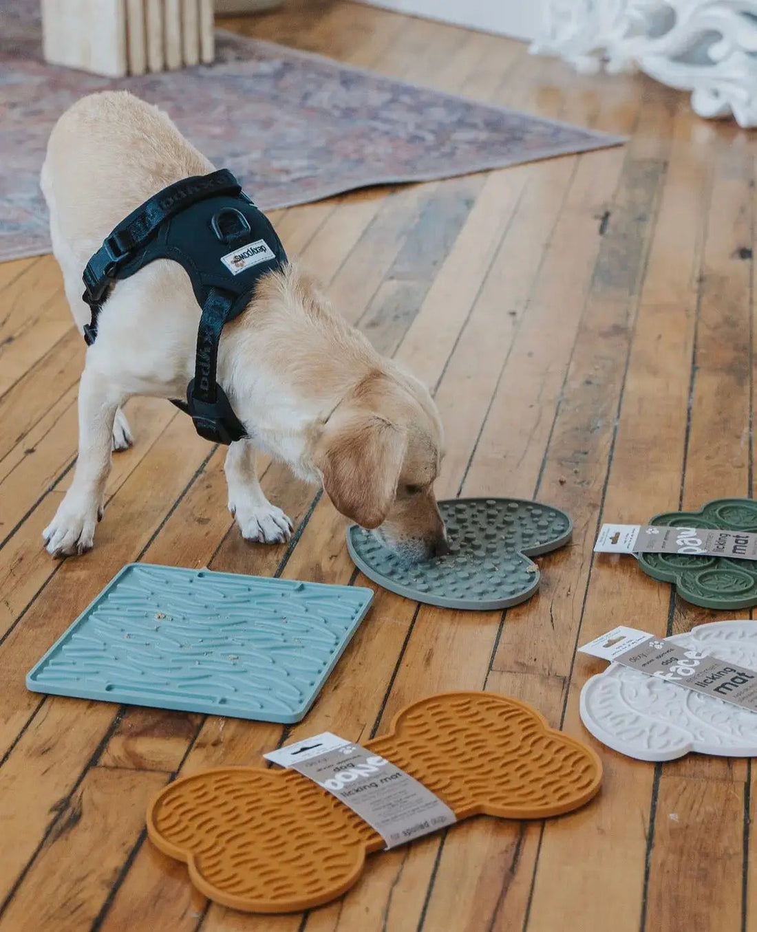 Mon chien finit son tapis de léchage en 2 minutes : que faire ?