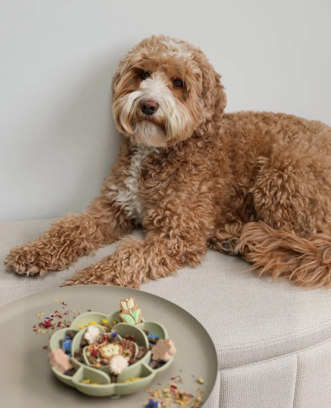 Que mettre sur un tapis de léchage pour chien ? 5 recettes faciles et gourmandes