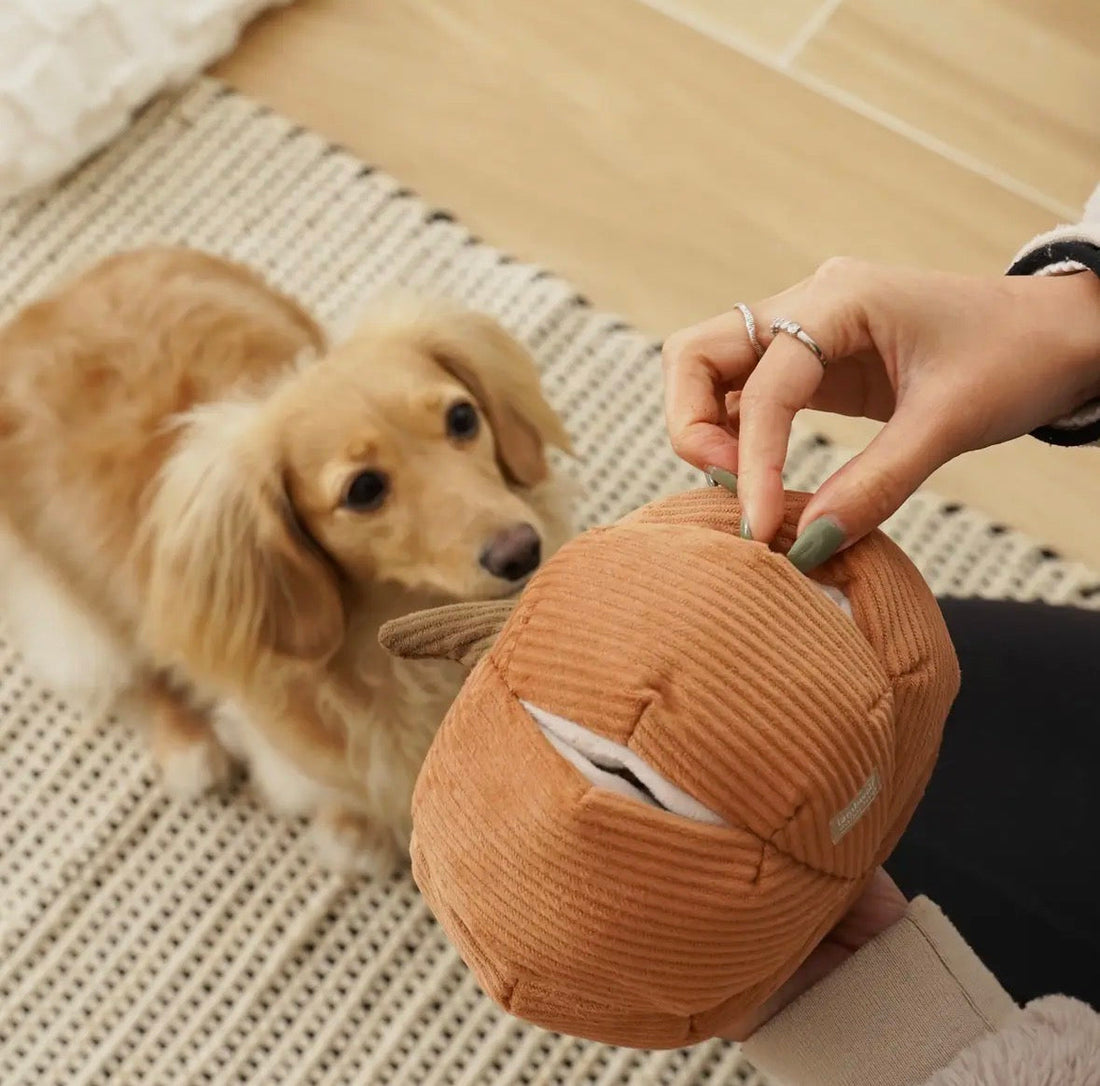 Comment occuper son chien lors des fortes chaleurs ?