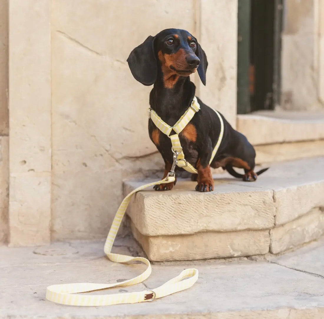 Guide 2026 : Choisir un harnais pour chien de tailles adaptées