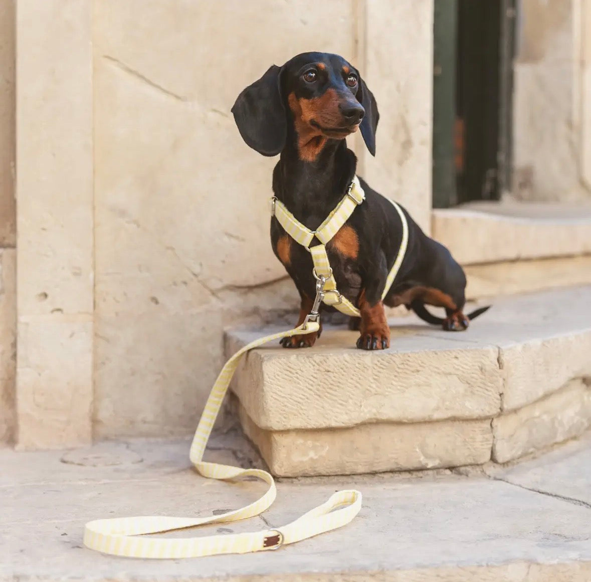 Guide 2026 : Choisir un harnais pour chien de tailles adaptées