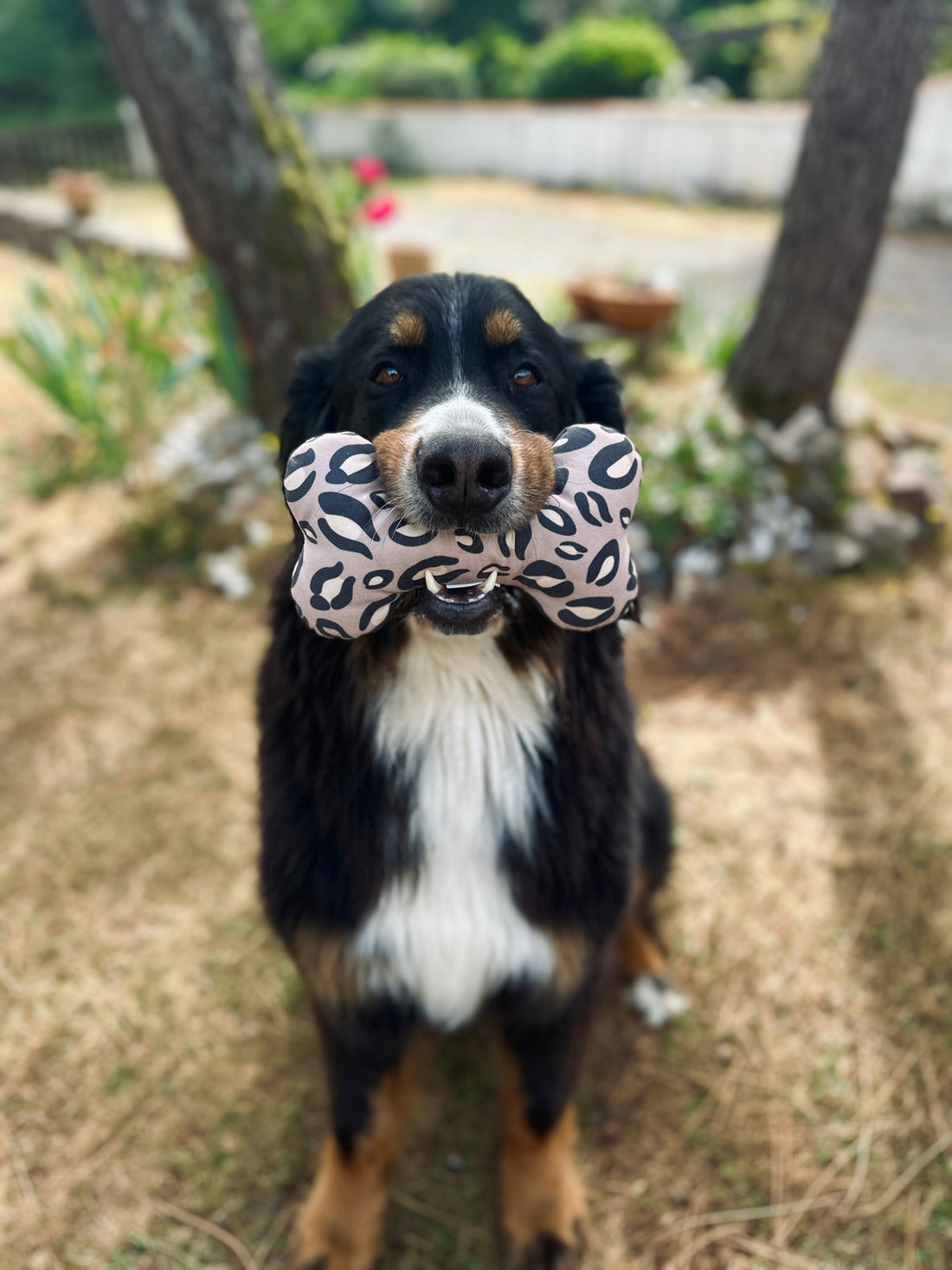 Comment occuper son chien lorsqu'on travaille ? 10 idées simples pour éviter l'ennui