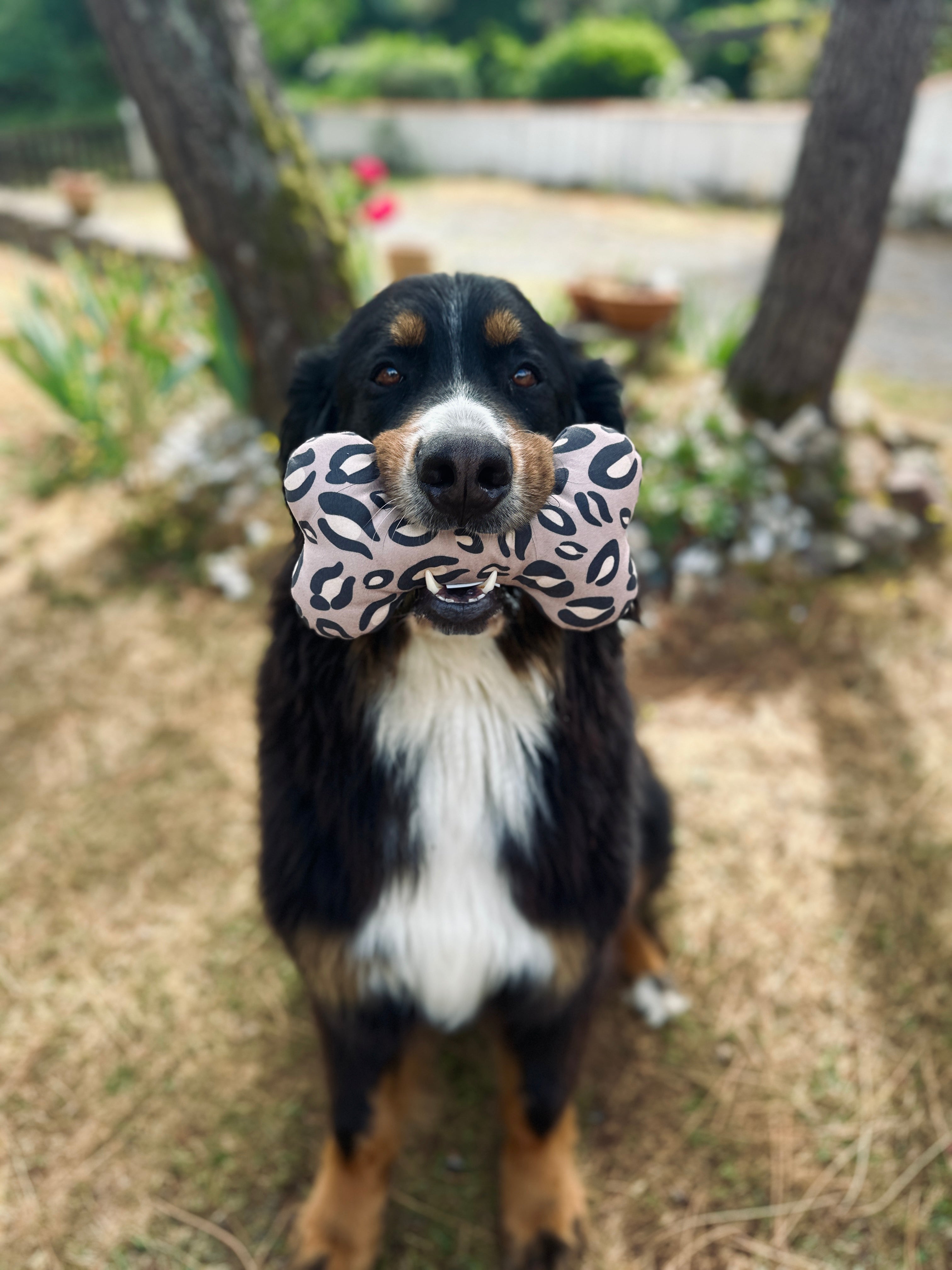 Comment occuper son chien lorsqu'on travaille ? 10 idées simples pour éviter l'ennui