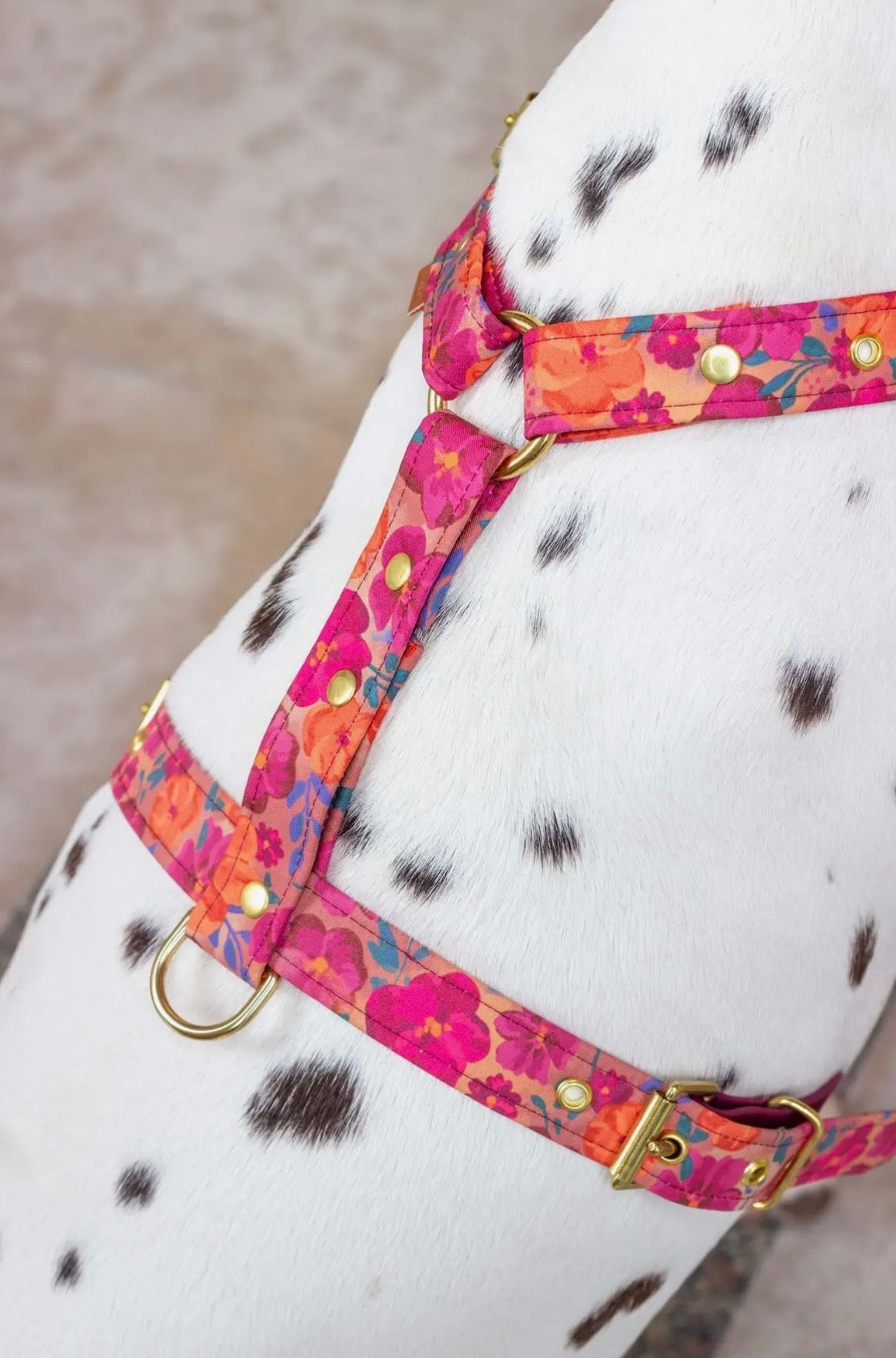 Harnais en Biothane | Colette Atelier Marquiz