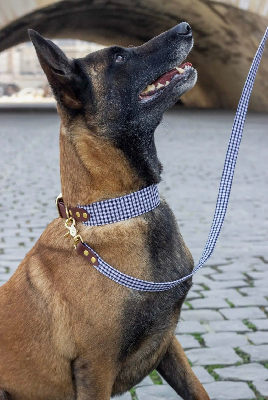 L'essentiel Montmartre - Ensemble collier et laisse vichy The Paw Store