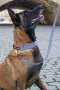 L'essentiel Montmartre - Ensemble collier et laisse vichy The Paw Store