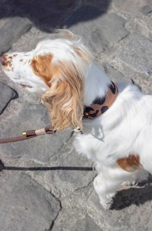 Collier Wild Léopard & Biothane