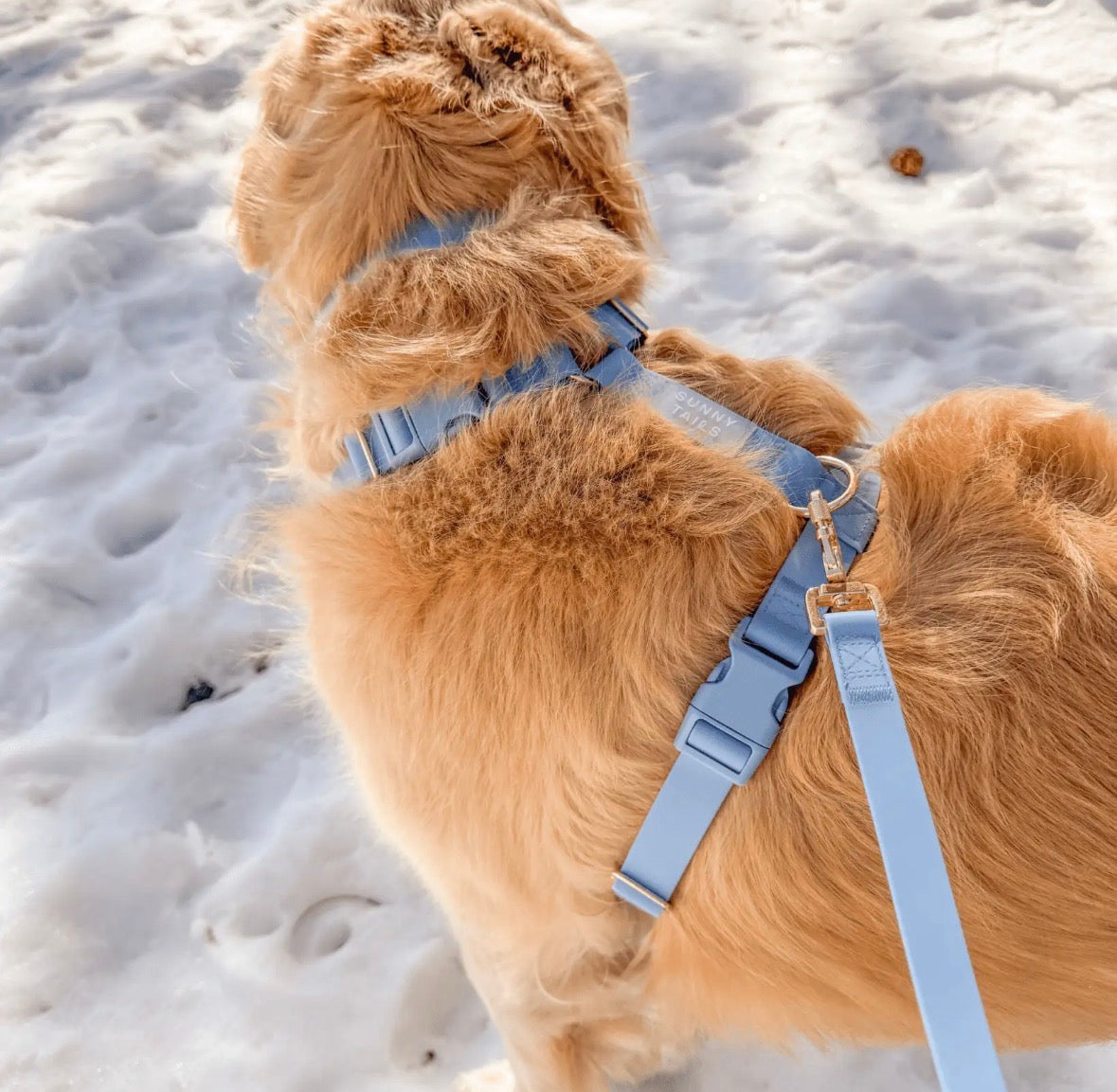 Harnais pour chien imperméable | Sunny Sunny Tails