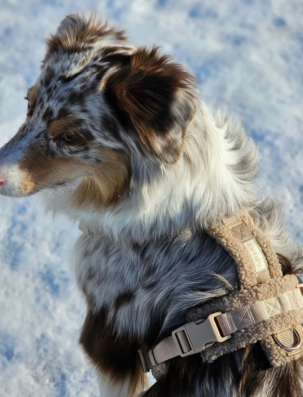 Harnais Sherpa Sable | Basile Furlou