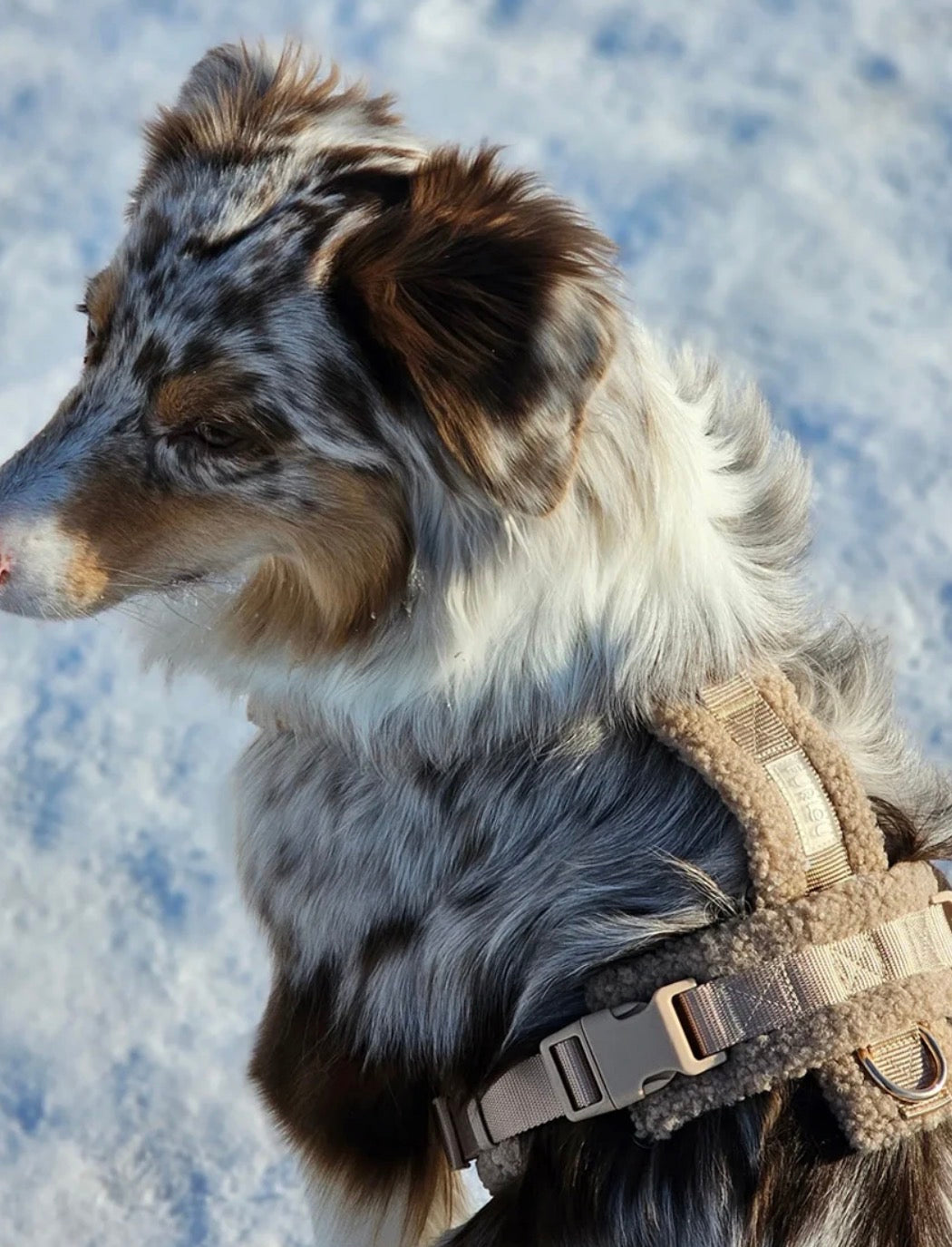 Harnais Sherpa Sable | Basile Furlou