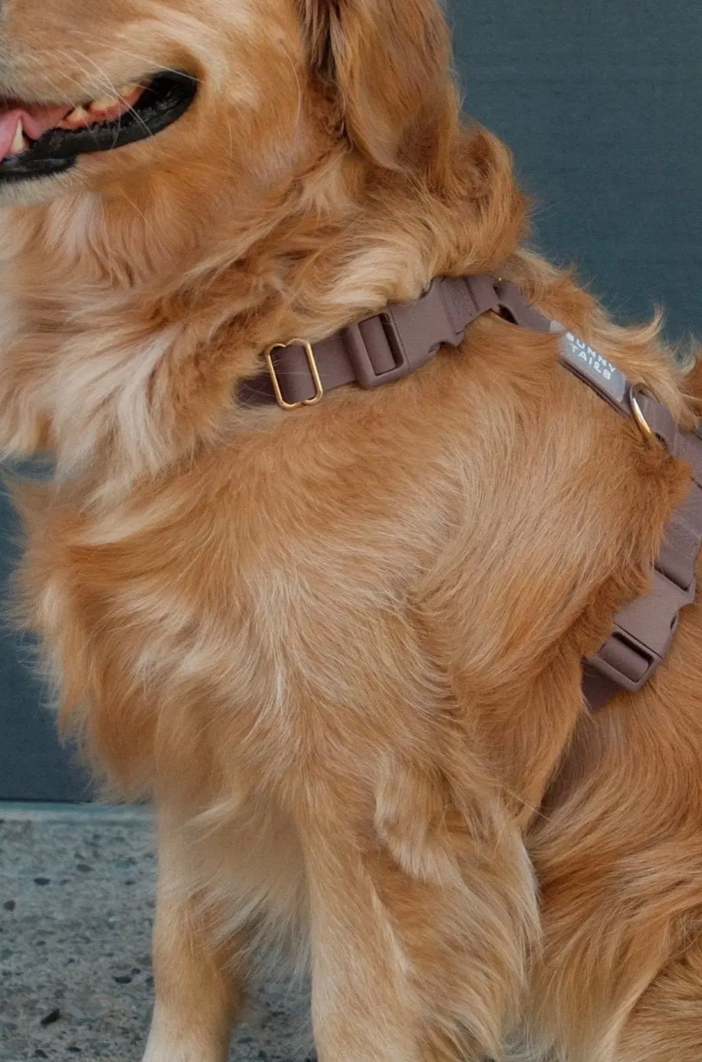 Harnais pour chien imperméable | Sunny Sunny Tails