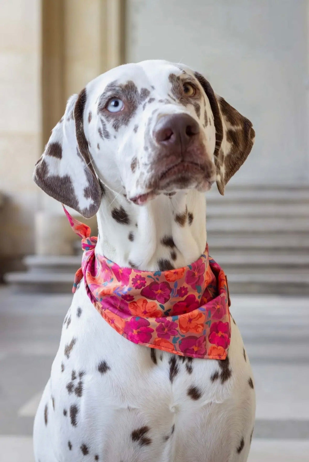 Élégance Colette - Ensemble collier, laisse & bandana fleuri The Paw Store