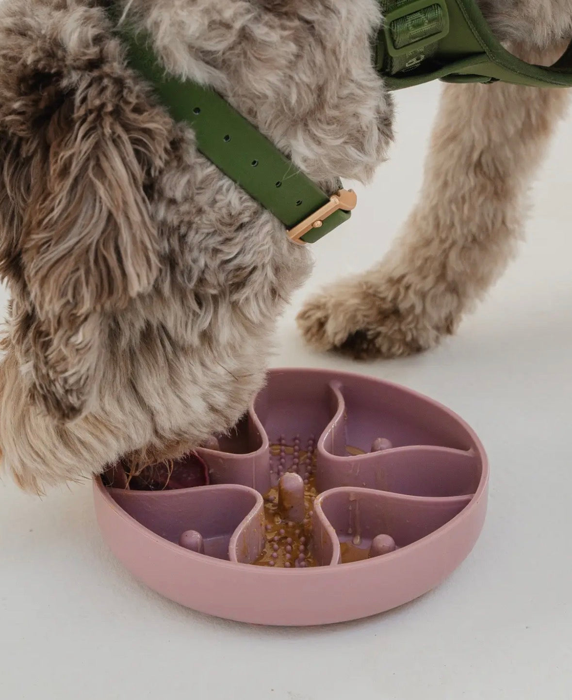 Gamelle anti-glouton | Mellow Dexy Paws