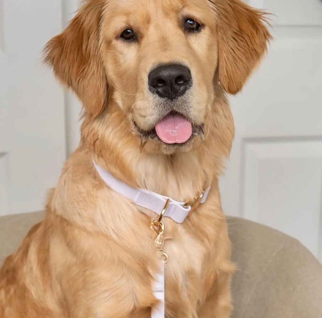 Collier imperméable | Sunny Sunny Tails